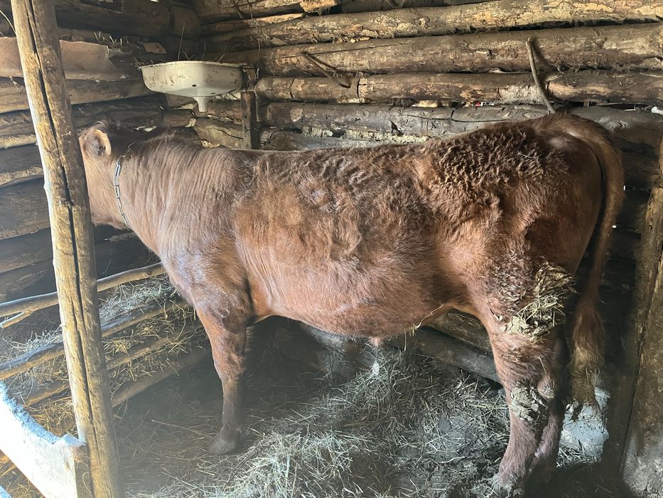 Откормнан 2 Букак сатылады