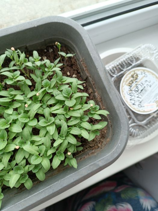 Продаю рассаду перцев