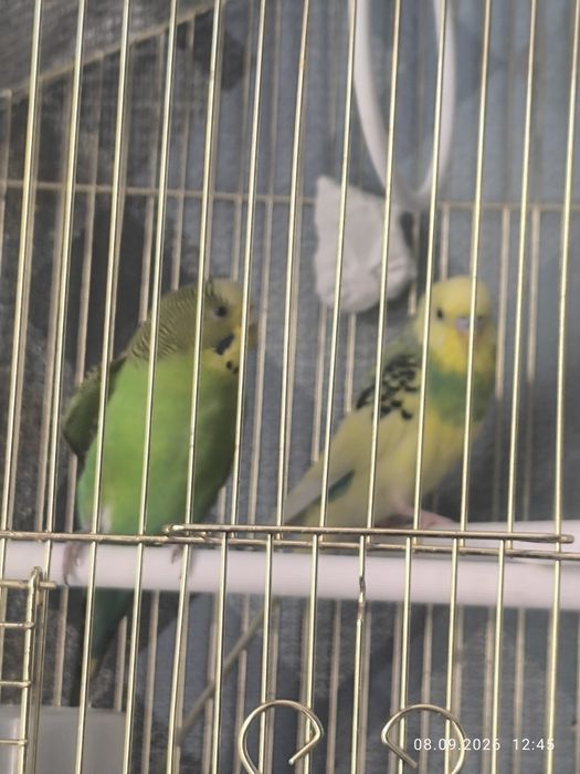 Продам пару попугаев волнистых