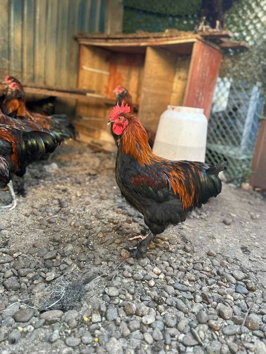 Cocos Marans tanar