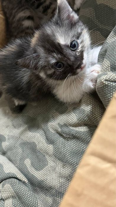 отдам котят в добрые руки
