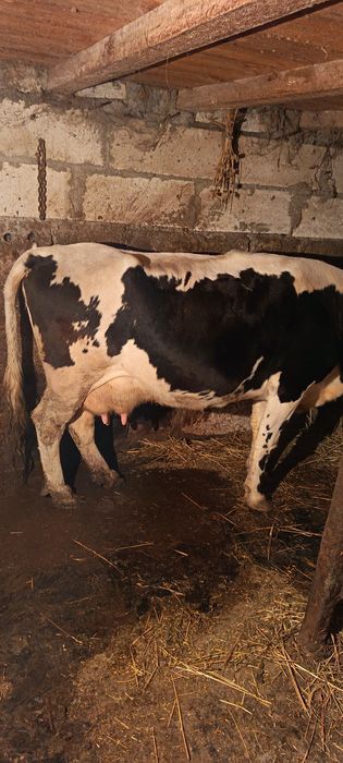 Vacă de vânzare ,cuminte la muls