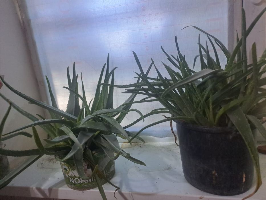 Алоэ Вера много летния