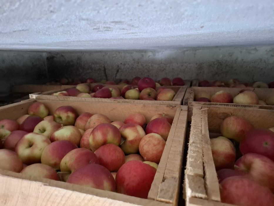 Vand Mere Direct Producator Dambovita