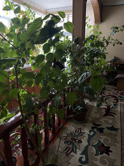 ботанический сад