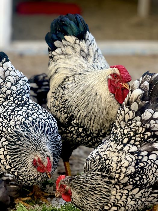 Виандот кораз мекен