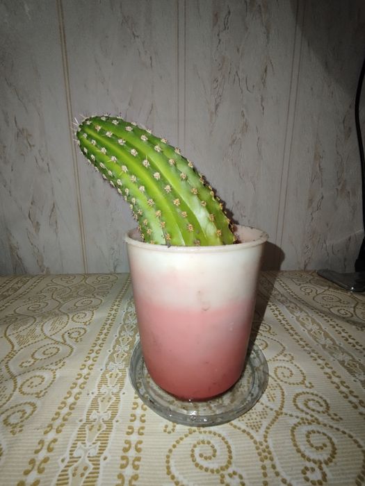 Продам кактусы детки