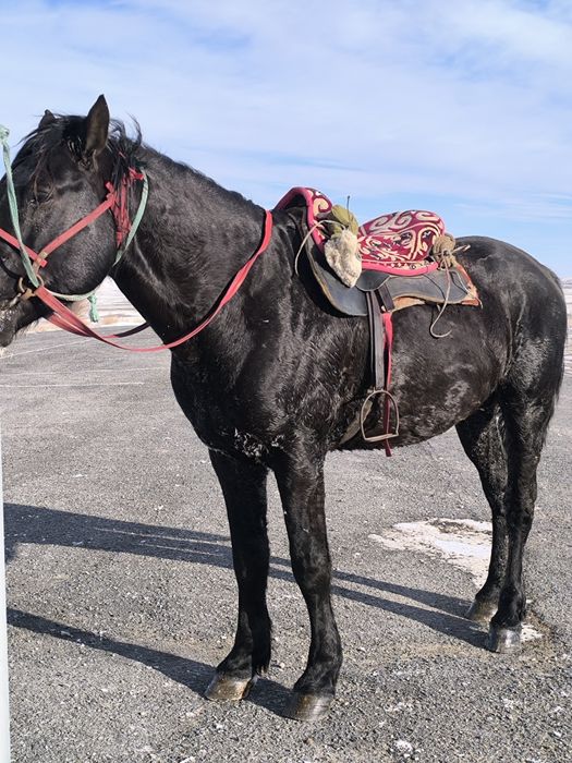 Айгыр мощный! дерзкий