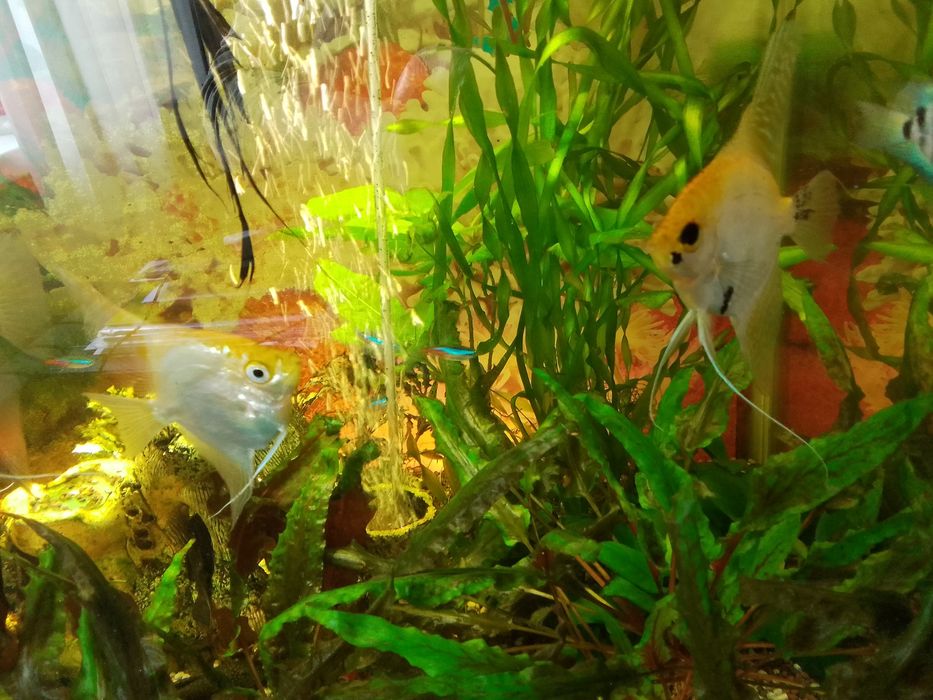 Аквариум 80/40 высота 70