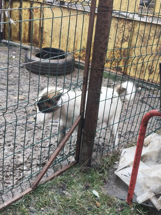 Ciobanesc de Bucovina