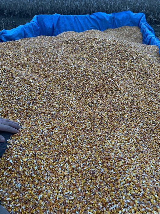 Vand porumb pret 110 negociabil