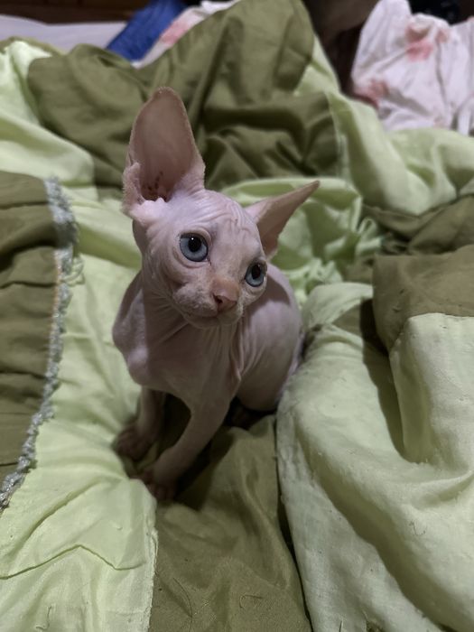 Котята Канадского сфинкса