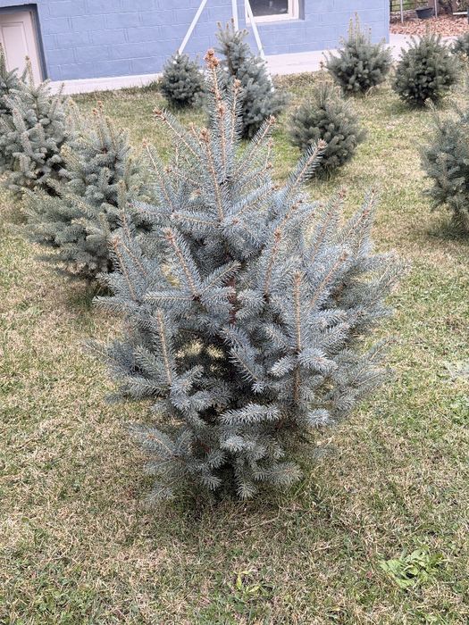 Archa Goluboy yel,Голубой ёл