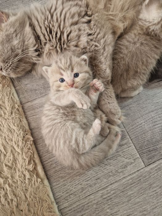 Продажа шотландские котята