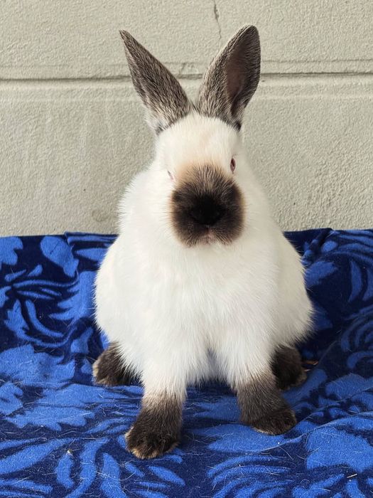 Kaliforniy quyon bolasi sotiladi 2+ oylik toza qon