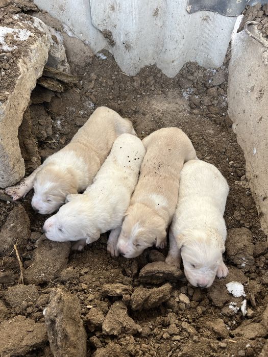 Алабай щенки күшіктер