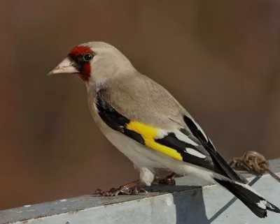 масланган кушлар сотилади кушишга тайор