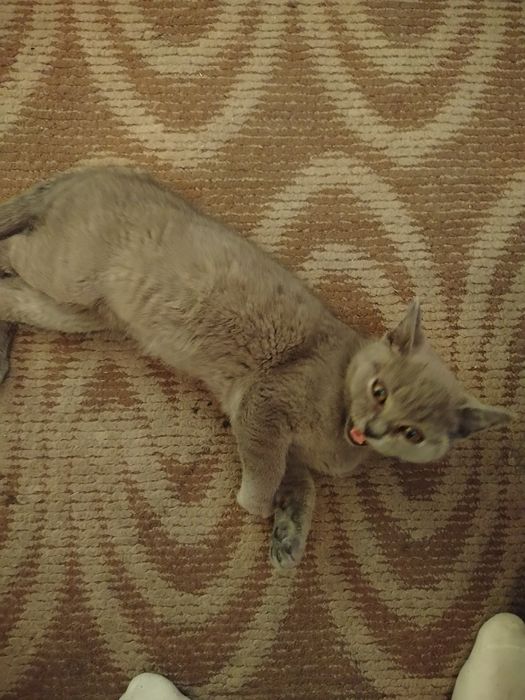Британско мъжко коте
