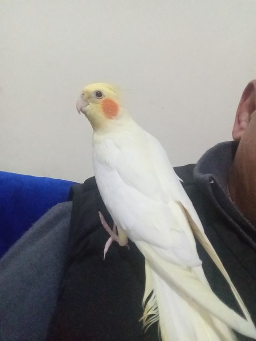 Карелла ручной папугай