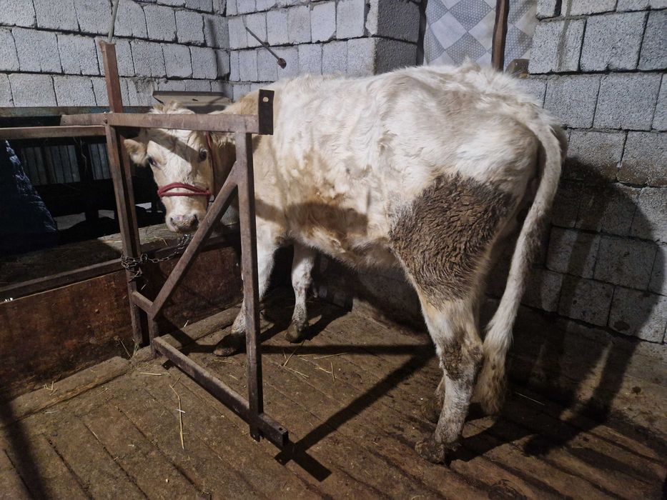 Токал сиыр сатылады