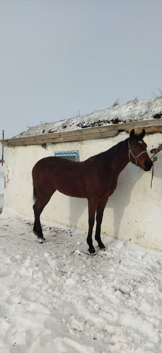 Байтал сатылады!!!