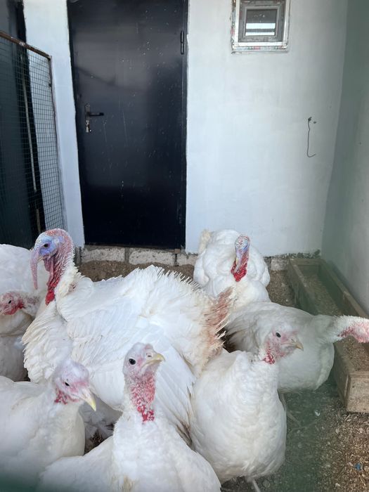 индюк сатылады, үндік