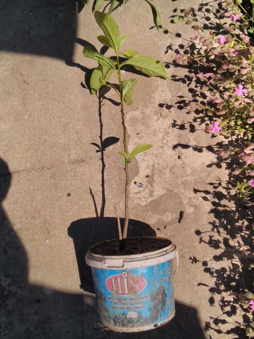 Кавказка хурма  Дива Райска ябълка Diospyros lotus
