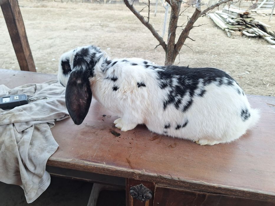 Iepure femela la 5.6 kg