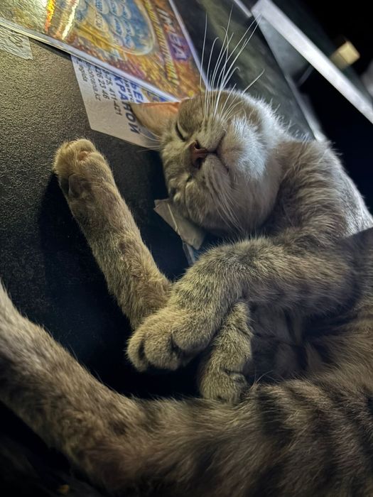 Милый котик ищет своего хозяина