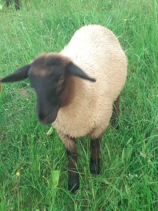 Miei suffolk  de vânzare