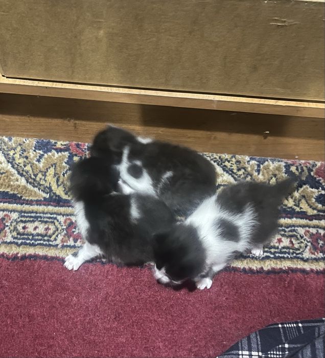 Отдам котят в добрые руки