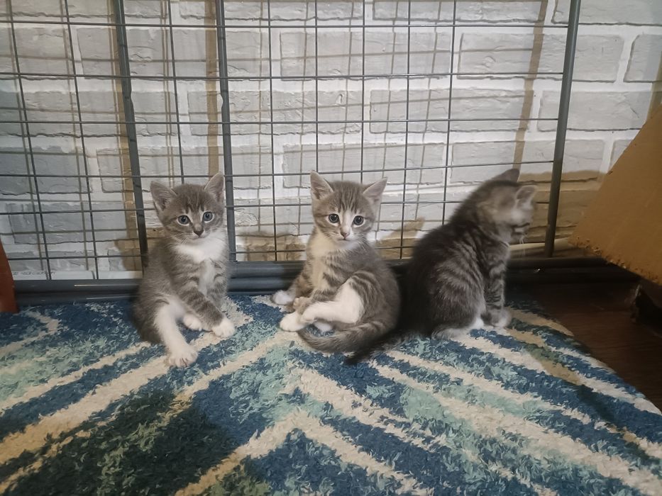 Отдам котят полу британцы в добрые руки