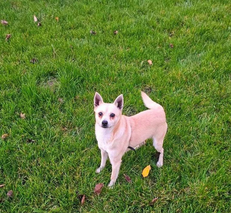 Малко кученце търси дом