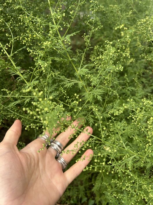 Oferta pelin amar si pelinita pelin dulce artemisia absinthium artemisia annua