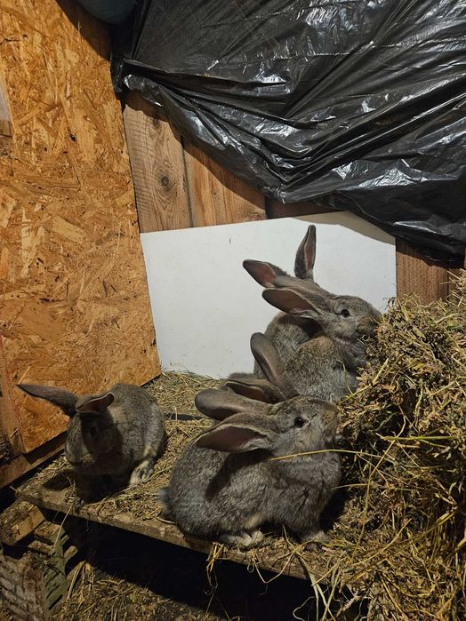 Pui urias gri german, 8 saptamani.