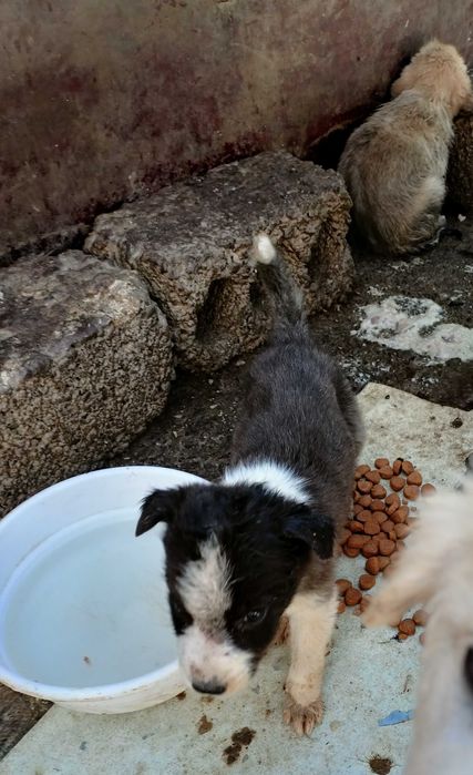 Щенки разных возрастов