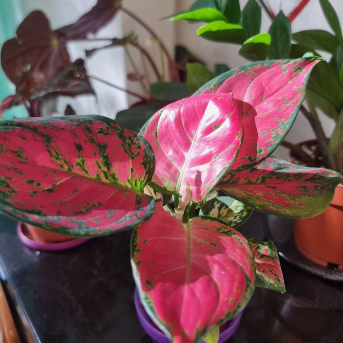 Фикус Панда и другие цветы