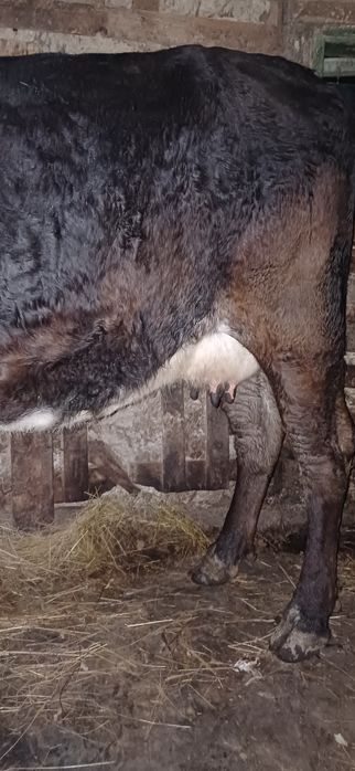 Vând vaca baltata românească