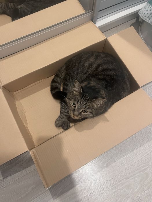 Отдам кота в хорошие руки