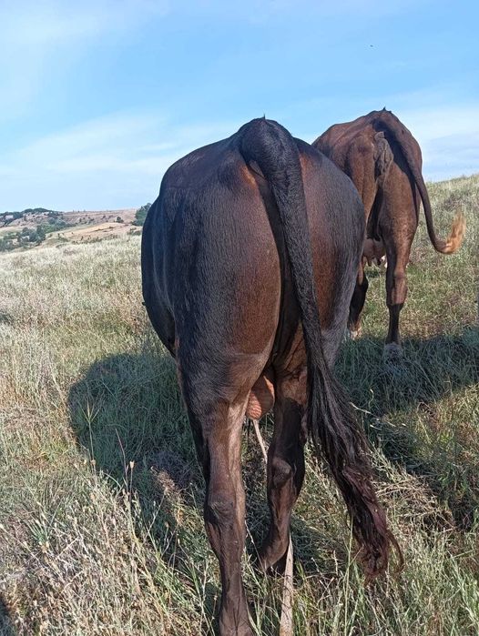 Se vinde taur in vârstă de un an și opt luni!