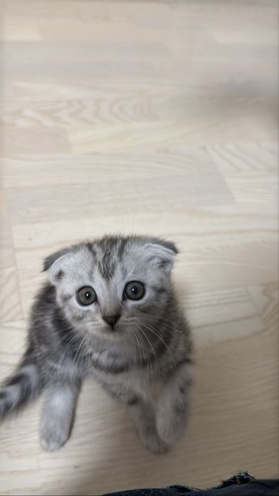 Кошка шотландская вислоухие