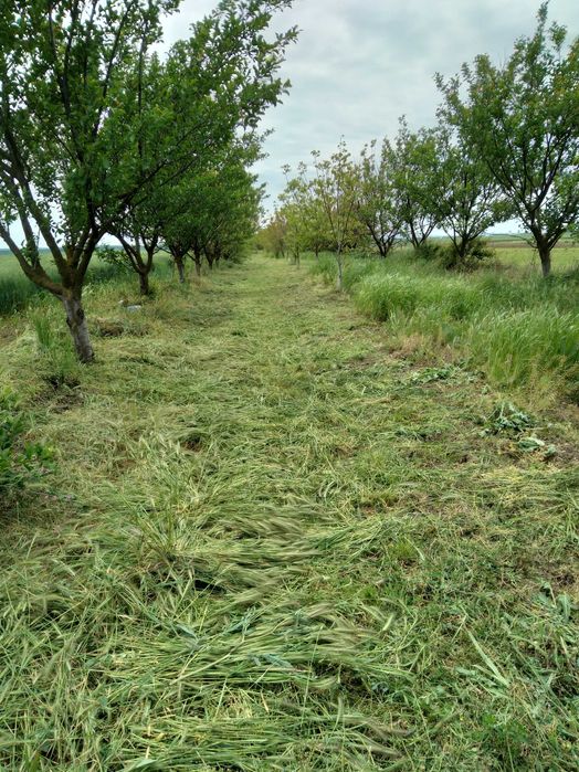 Livadă pomi fructiferi