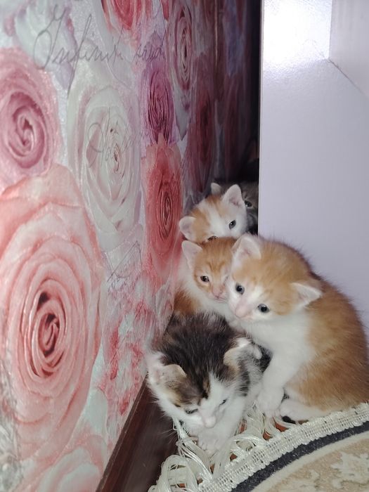 Отдам добрые руки