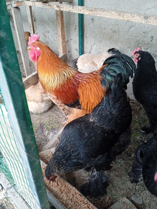 Продаются яйца брамы