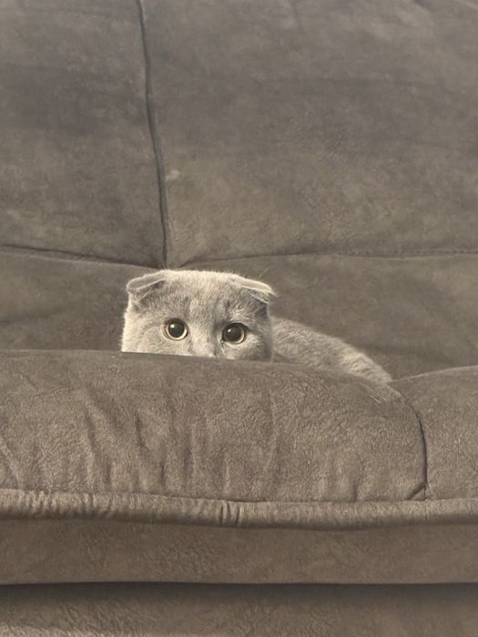 Котенок бесплатно