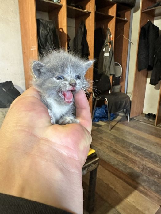 Отдам котят БЕСПЛАТНО