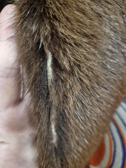 Haina de blana naturala de nutrie autentica