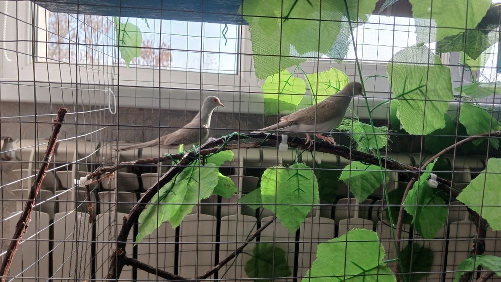 Австралийские бриллиантовые горлицы