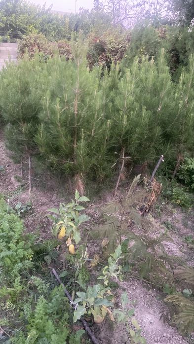 Елка, ел арзан багада