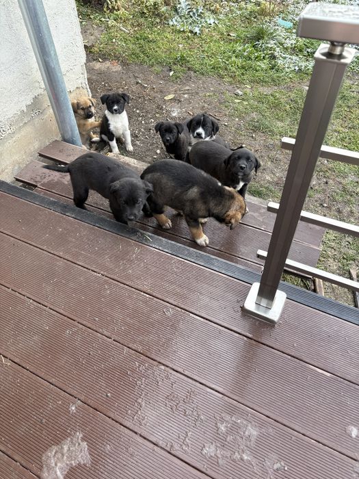 Подарявам кученца